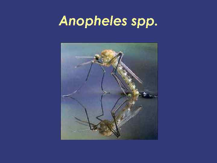 Anopheles spp. 