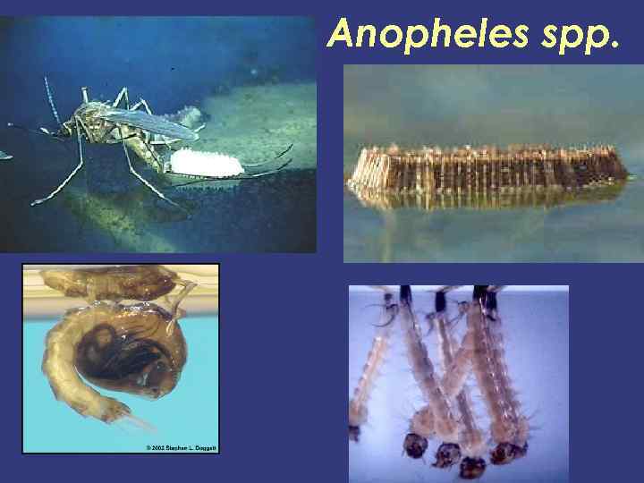 Anopheles spp. 