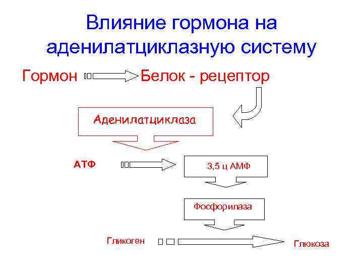 Влияние гормона на аденилатциклазную систему Гормон Белок - рецептор Аденилатциклаза АТФ 3, 5 ц