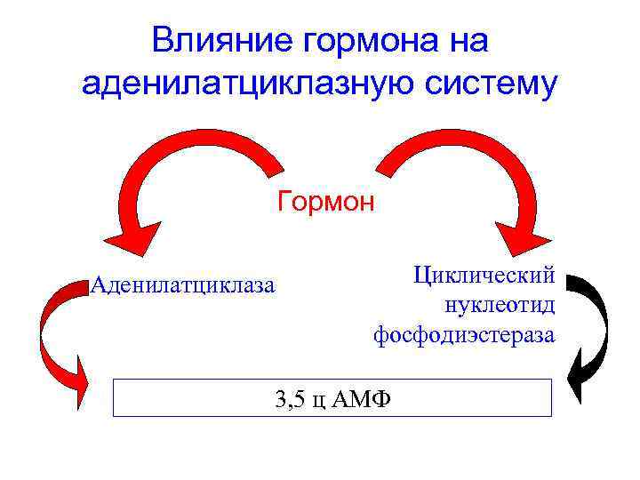 Влияние гормона на аденилатциклазную систему Гормон Аденилатциклаза Циклический нуклеотид фосфодиэстераза 3, 5 ц АМФ