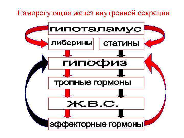 Механизмы саморегуляции. Саморегуляция деятельности желез внутренней секреции схема. Механизм саморегуляции в деятельности желез внутренней секреции.. Механизм регуляции желез внутренней секреции физиология. Саморегуляция эндокринной системы.