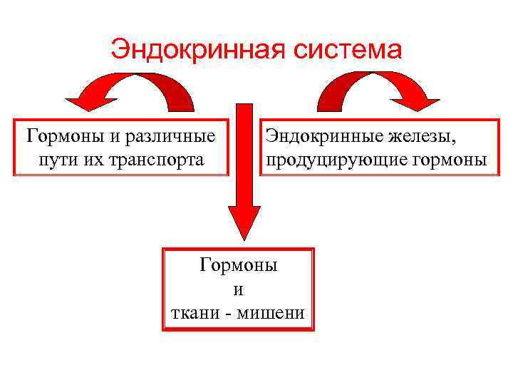 Эндокринная система Гормоны и различные пути их транспорта Эндокринные железы, продуцирующие гормоны Гормоны и