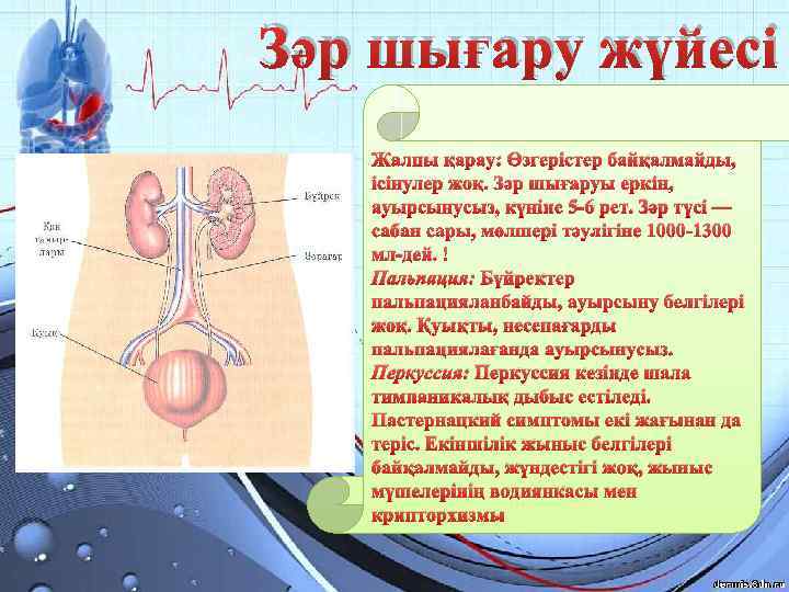 Зәр шығару жүйесі Жалпы қарау: Өзгерістер байқалмайды, ісінулер жоқ. Зәр шығаруы еркін, ауырсынусыз, күніне
