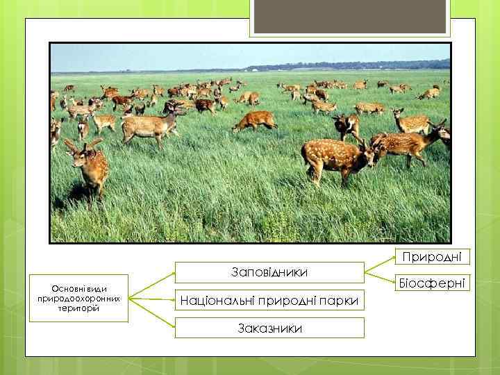 Природні Заповідники Основні види природоохоронних територій Національні природні парки Заказники Біосферні 