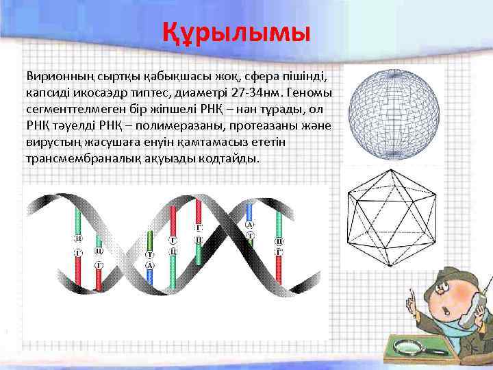 Құрылымы Вирионның сыртқы қабықшасы жоқ, сфера пішінді, капсиді икосаэдр типтес, диаметрі 27 -34 нм.