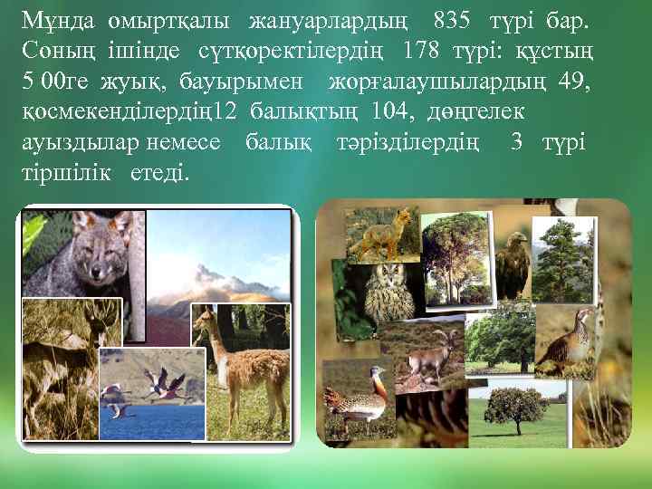 Мұнда омыртқалы жануарлардың 835 түрі бар. Соның ішінде сүтқоректілердің 178 түрі: құстың 5 00