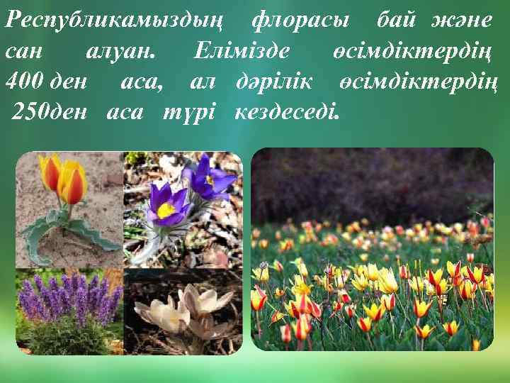 Республикамыздың флорасы бай және сан алуан. Елімізде өсімдіктердің 400 ден аса, ал дәрілік өсімдіктердің