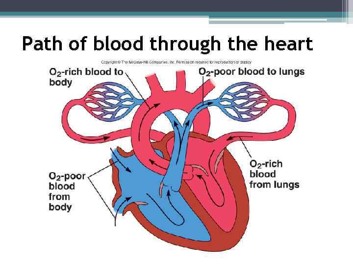 Path of blood through the heart 