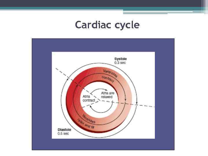 Cardiac cycle 