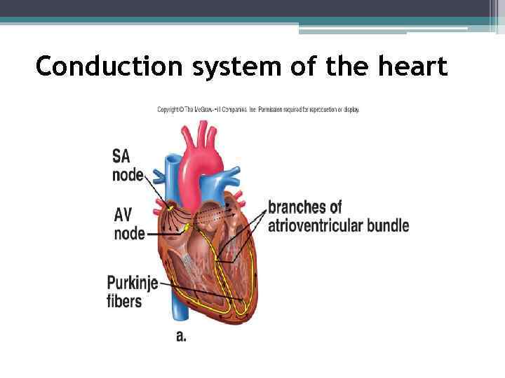 Conduction system of the heart 