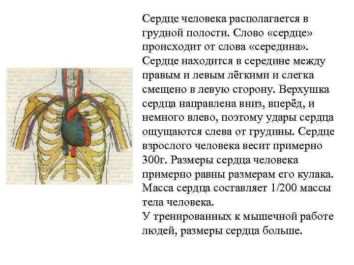 Сердце человека располагается в грудной полости. Слово «сердце» происходит от слова «середина» . Сердце