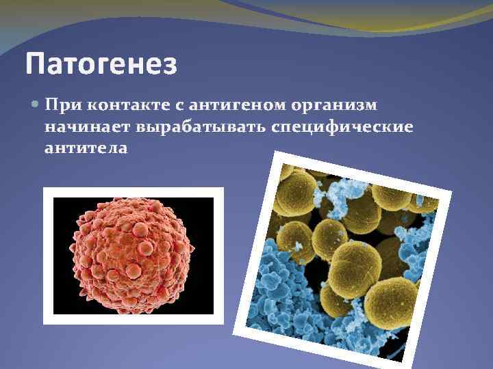 Патогенез При контакте с антигеном организм начинает вырабатывать специфические антитела 