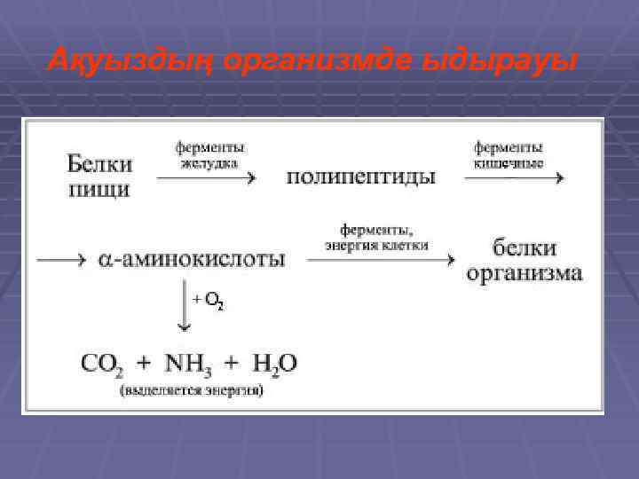Ақуыздың организмде ыдырауы 