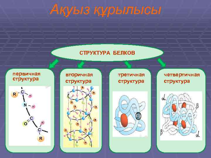 Ақуыз құрылысы СТРУКТУРА БЕЛКОВ первичная структура вторичная структура третичная структура четвертичная структура 