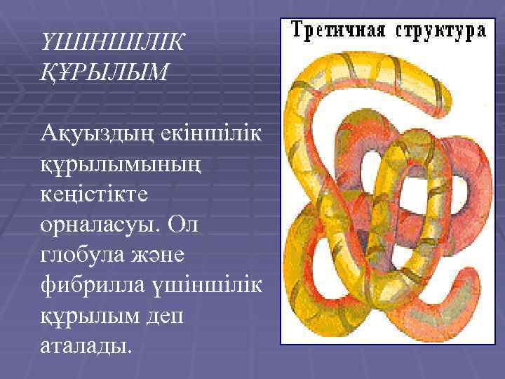 ҮШІНШІЛІК ҚҰРЫЛЫМ Ақуыздың екіншілік құрылымының кеңістікте орналасуы. Ол глобула және фибрилла үшіншілік құрылым деп