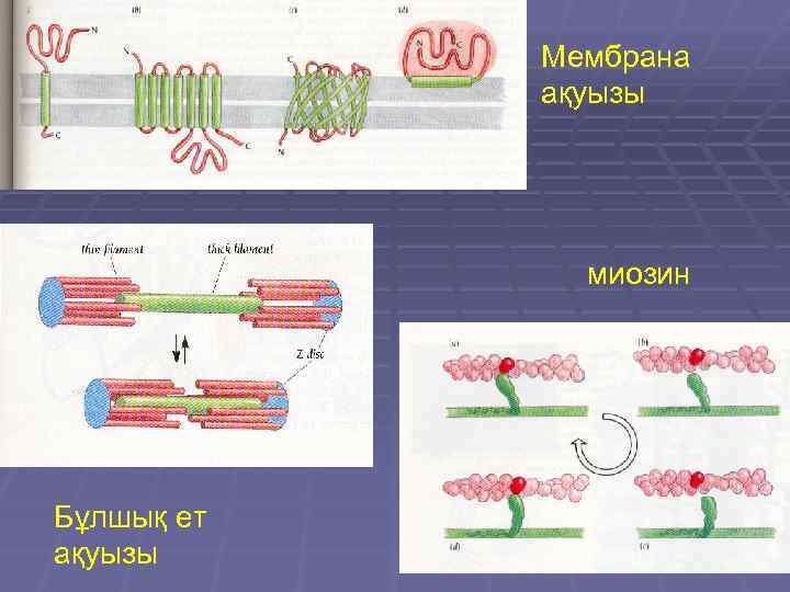 Мембрана ақуызы миозин Бұлшық ет ақуызы 