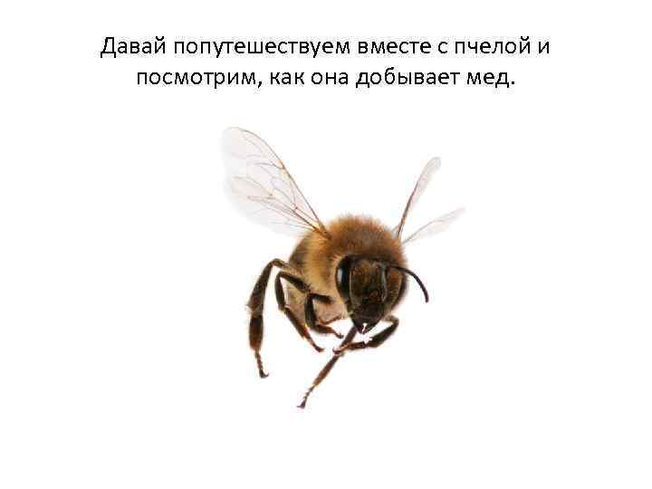 Давай попутешествуем вместе с пчелой и посмотрим, как она добывает мед. 