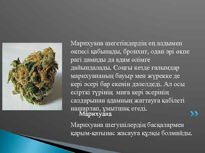 Марихуана шегетіндердің ең алдымен өкпесі қабынады, бронхит, одан әрі өкпе рагі дамиды да адам