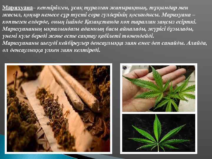 Марихуана– кептірілген, ұсақ туралған жапырақтың, тұқымдар мен жасыл, қоңыр немесе сұр түсті сора гүлдерінің