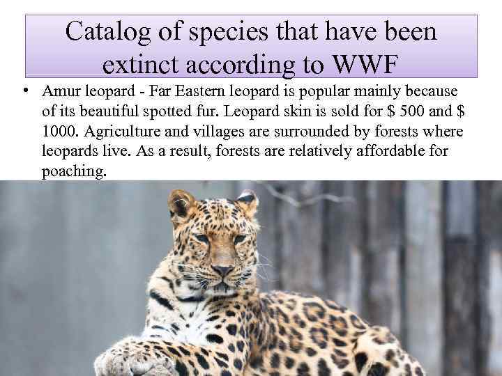 Catalog of species that have been extinct according to WWF • Amur leopard -