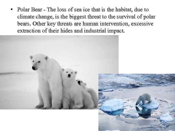  • Polar Bear - The loss of sea ice that is the habitat,
