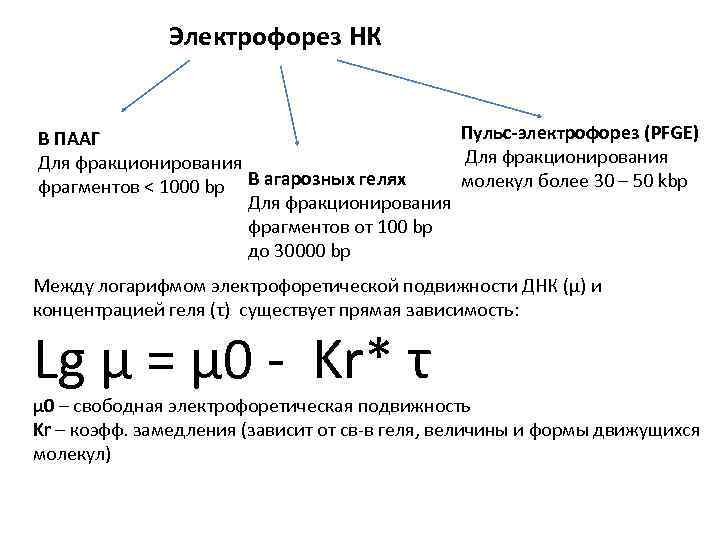 Молекулярная масса днк