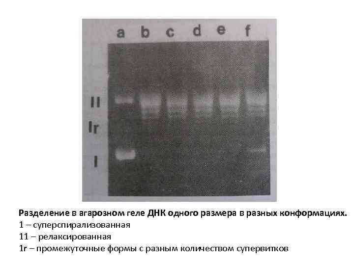 Разделение в агарозном геле ДНК одного размера в разных конформациях. 1 – суперспирализованная 11