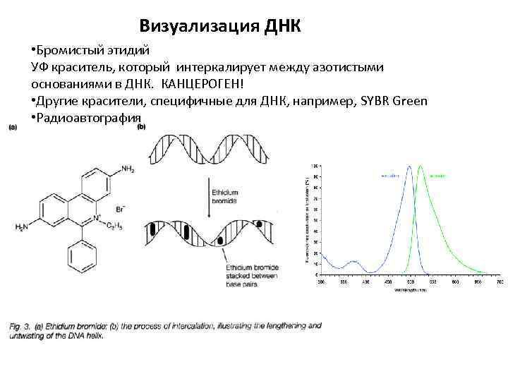 Визуализация ДНК • Бромистый этидий УФ краситель, который интеркалирует между азотистыми основаниями в ДНК.