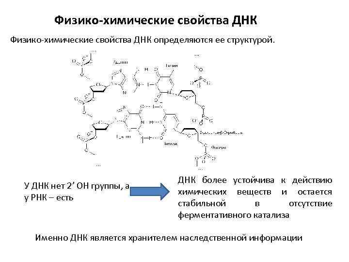 Доставляет аминокислоты