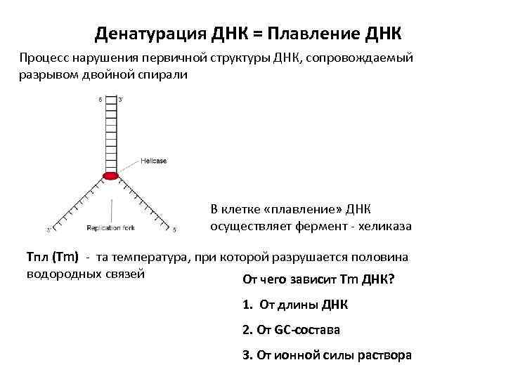 Денатурация ДНК = Плавление ДНК Процесс нарушения первичной структуры ДНК, сопровождаемый разрывом двойной спирали