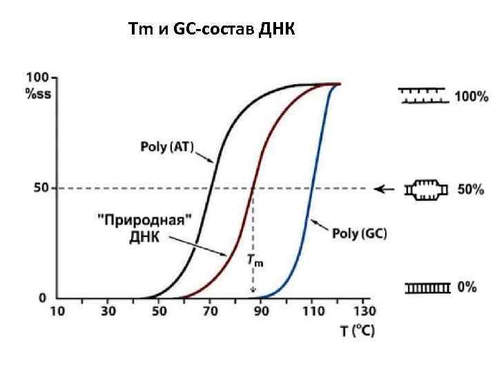 Тm и GC-состав ДНК 