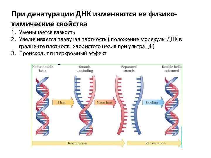 Сделать днк по волосам. Денатурация ДНК. Вязкость ДНК. Тепловая денатурация ДНК. Изменение ДНК.