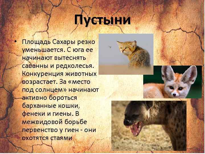 Пустыни • Площадь Сахары резко уменьшается. С юга ее начинают вытеснять саванны и редколесья.