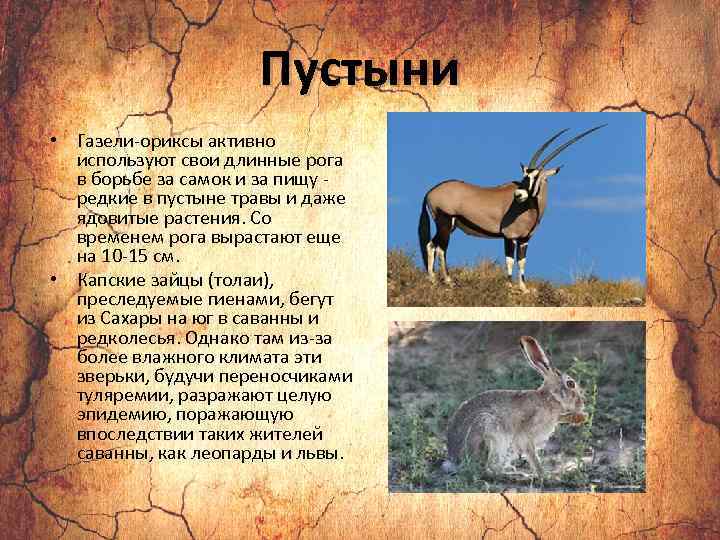 Пустыни • Газели-ориксы активно используют свои длинные рога в борьбе за самок и за