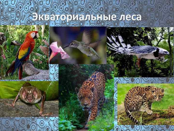 Экваториальные леса 