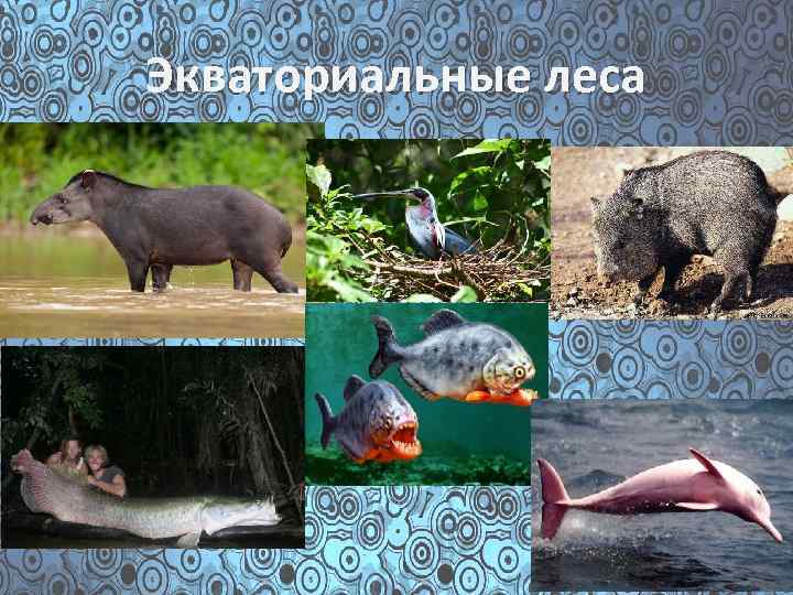 Экваториальные леса 