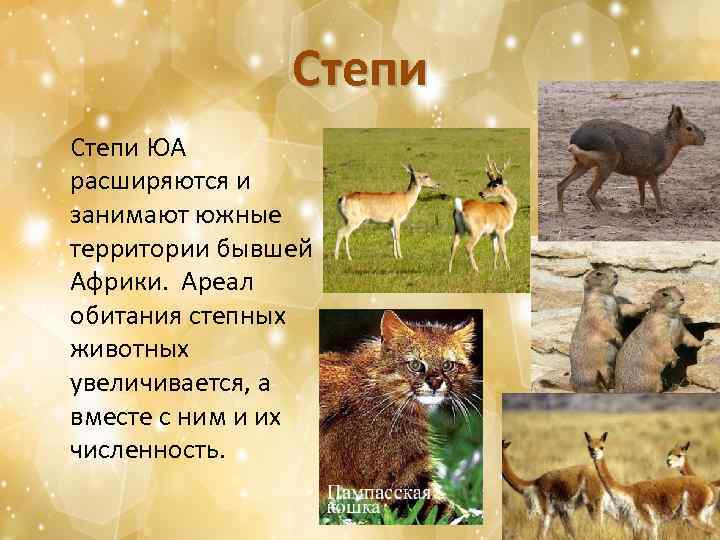 Степи ЮА расширяются и занимают южные территории бывшей Африки. Ареал обитания степных животных увеличивается,