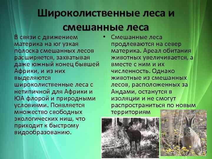 Широколиственные леса и смешанные леса В связи с движением • Смешанные леса материка на