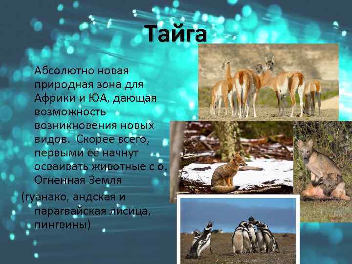 Тайга Абсолютно новая природная зона для Африки и ЮА, дающая возможность возникновения новых видов.