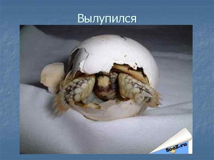 Вылупился 