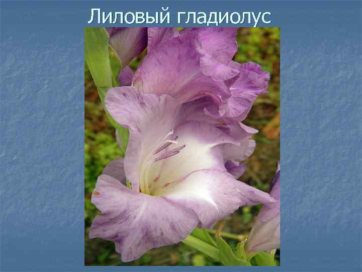 Лиловый гладиолус 