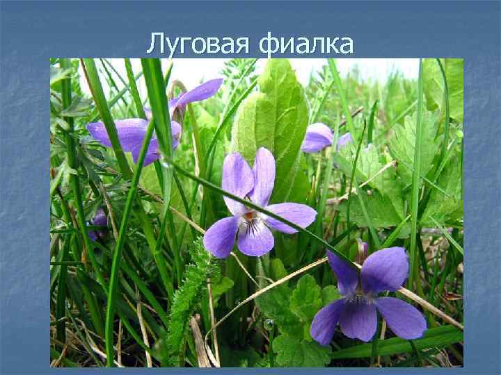 Луговая фиалка 