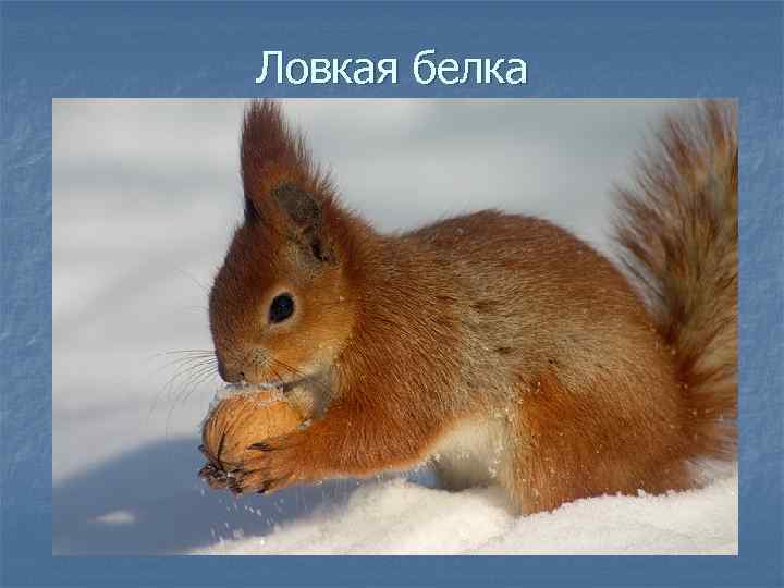 Ловкая белка 