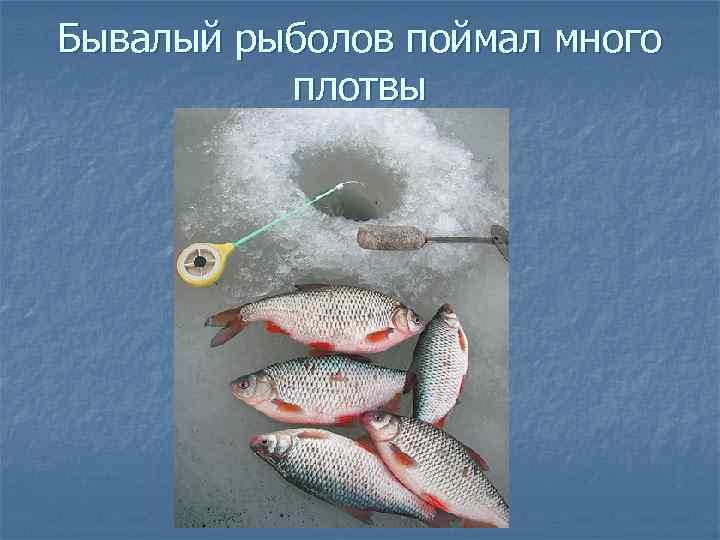 Бывалый рыболов поймал много плотвы 