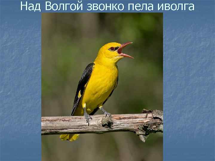 Над Волгой звонко пела иволга 