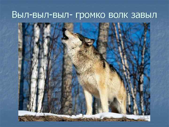 Выл-выл- громко волк завыл 