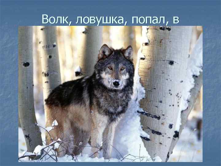 Волк, ловушка, попал, в 