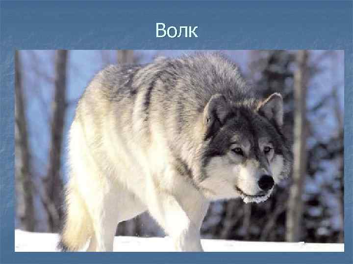 Волк 