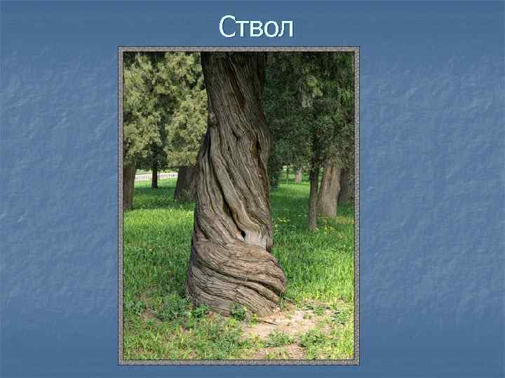 Ствол 