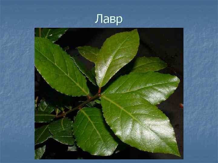 Лавр 